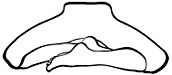 Burmese position
